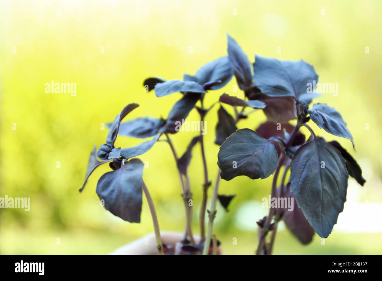 Rote Basilikumpflanze auf unscharfer Hintergrund Stockfoto