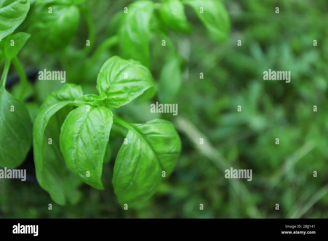 Grüne Basilikumpflanze im Freien Stockfoto