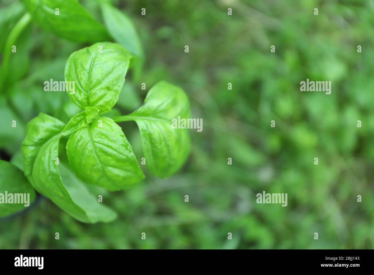 Grüne Basilikumpflanze im Freien Stockfoto