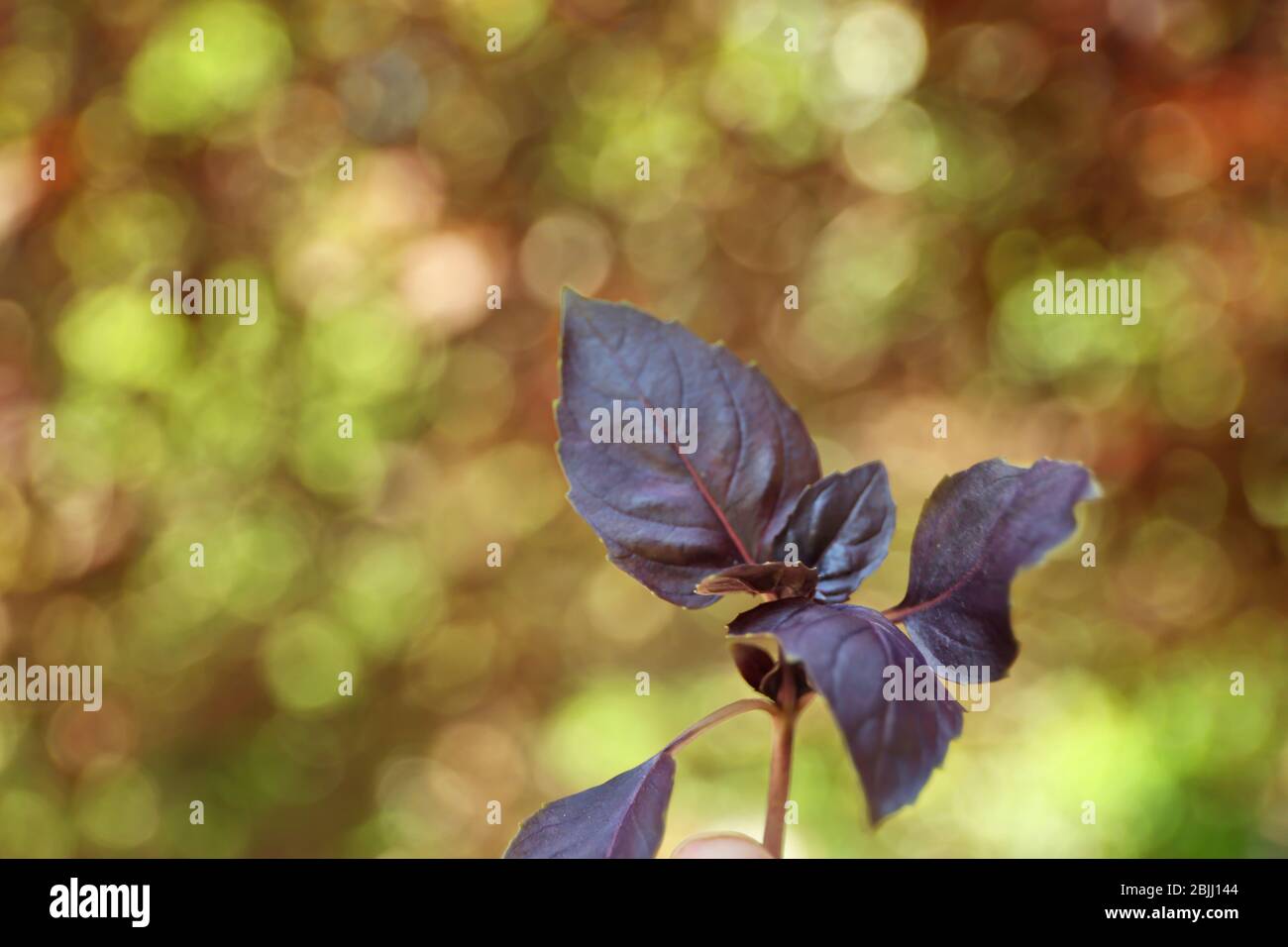 Rote Basilikumpflanze auf unscharfer Hintergrund Stockfoto