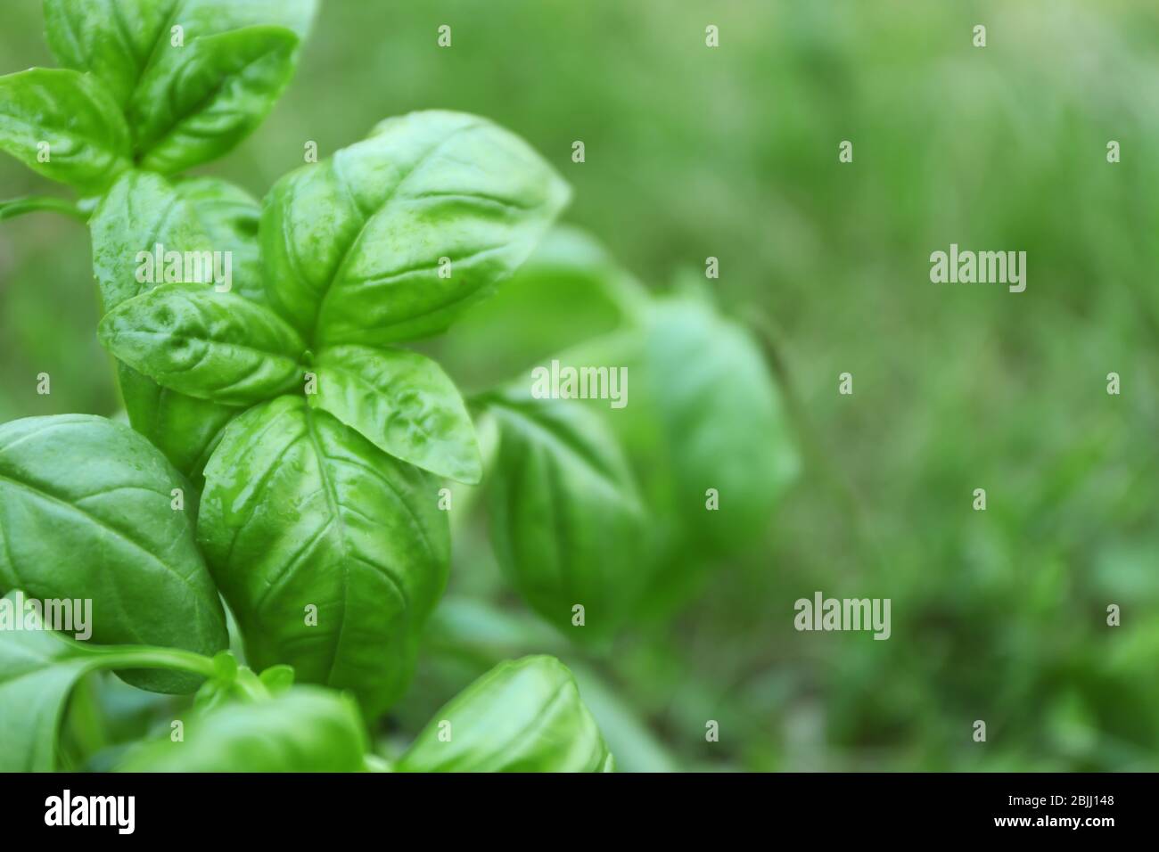 Grüne Basilikumpflanze auf unscharfer Hintergrund Stockfoto