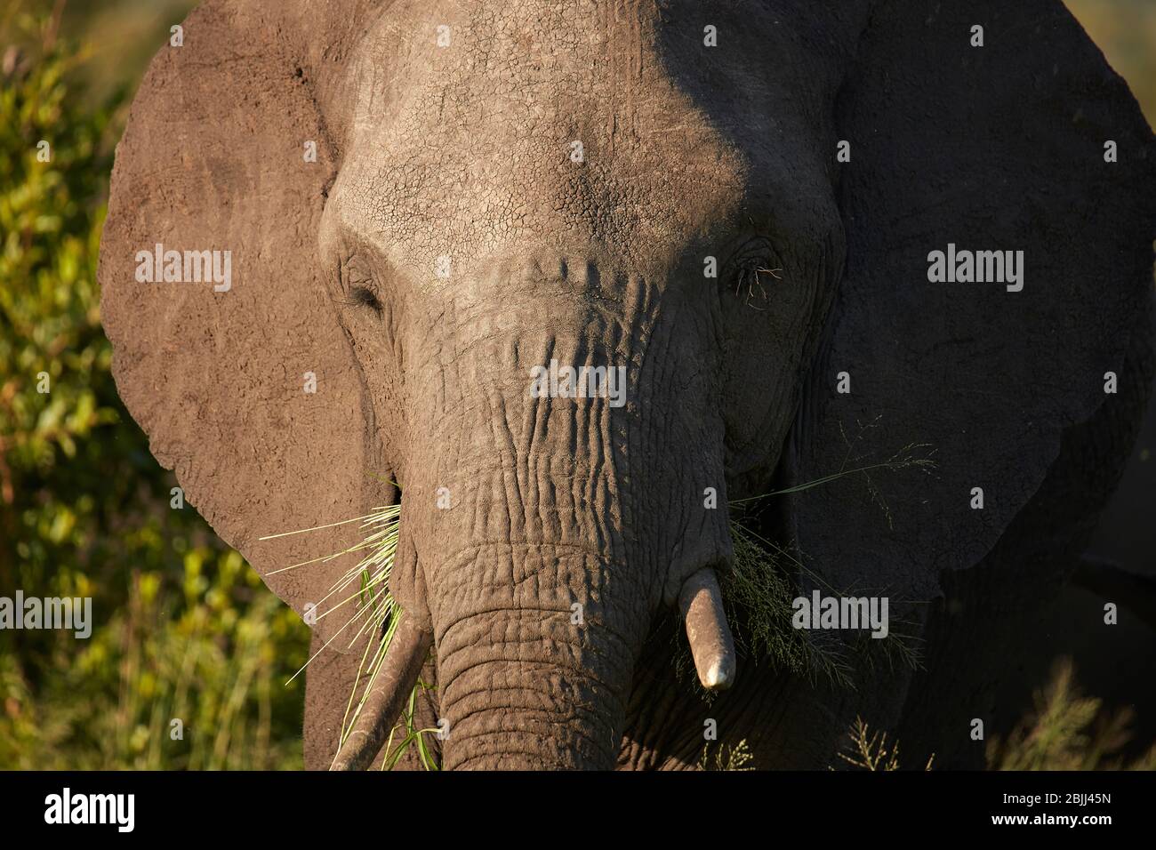 Elefant (Loxodonta Africana), Krüger Nationalpark, Südafrika Stockfoto