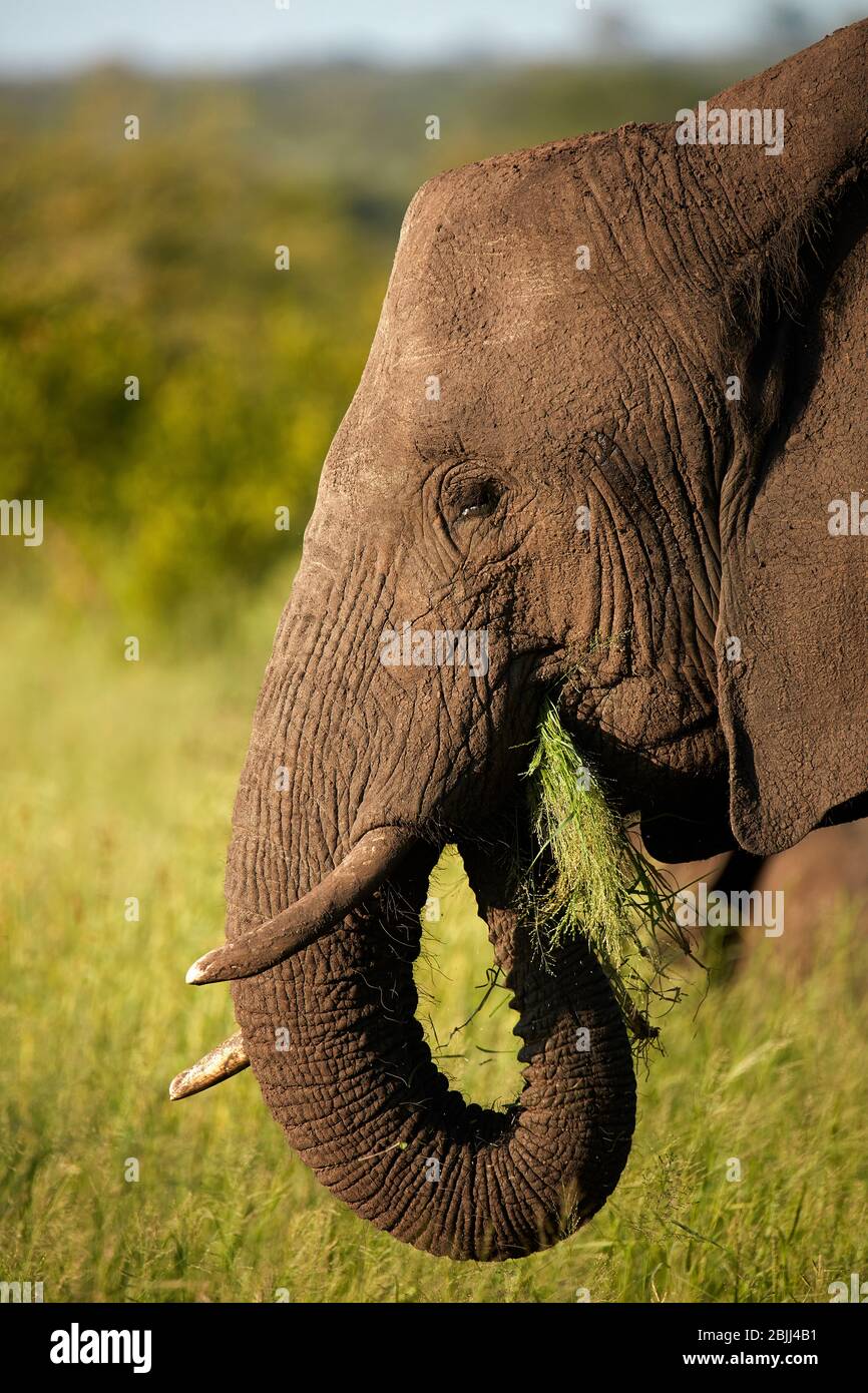 Elefant (Loxodonta Africana) Essen Grass, Krüger Nationalpark, Südafrika Stockfoto