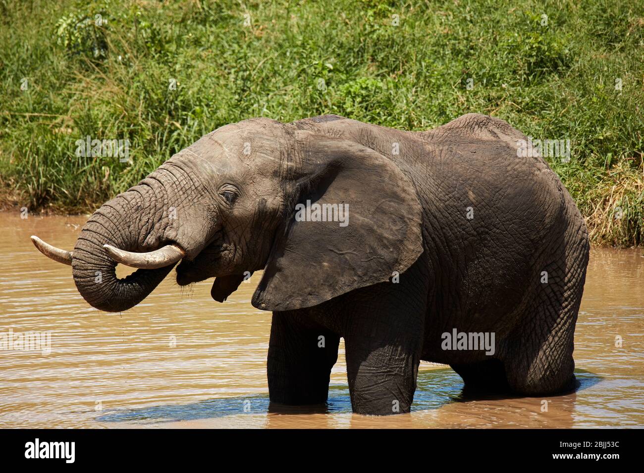 Elefant (Loxodonta africana) trinkt am Berg-en-Dal Wasserloch, Kruger Nationalpark, Südafrika Stockfoto