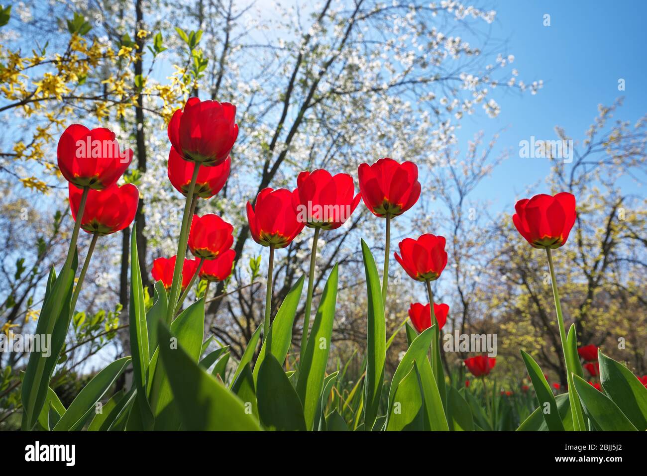 Frühlingsrote Tulpen blühen. Red Tulpen Garten im Frühlingspark. Stockfoto