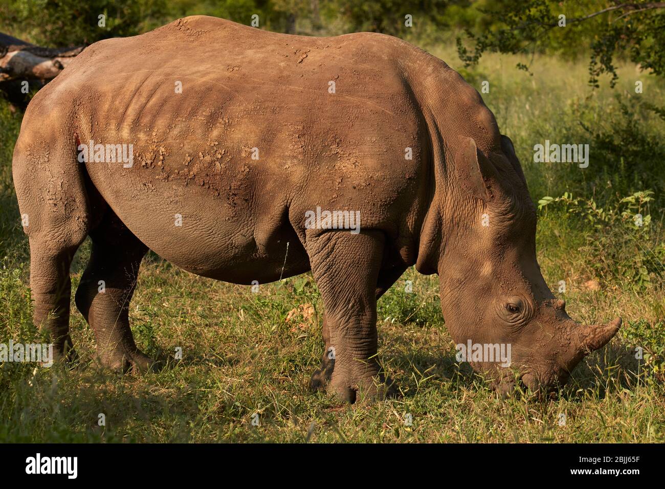 Südliche Breitmaulnashorn (Ceratotherium Simum Simum), Krüger Nationalpark, Südafrika Stockfoto