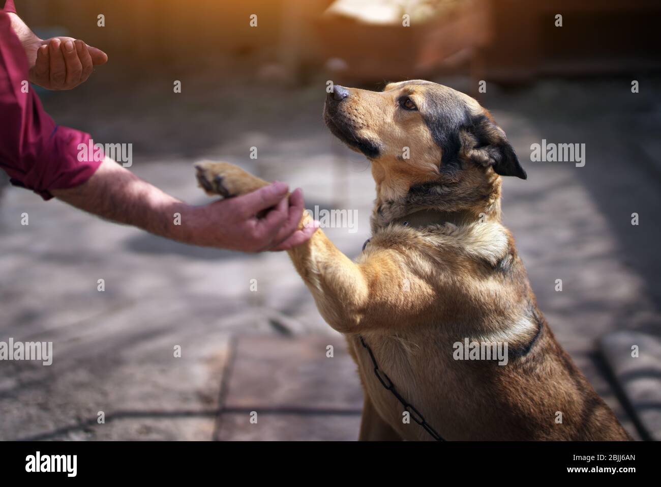 Hund und Mann. Freundlicher Handschlag Stockfoto