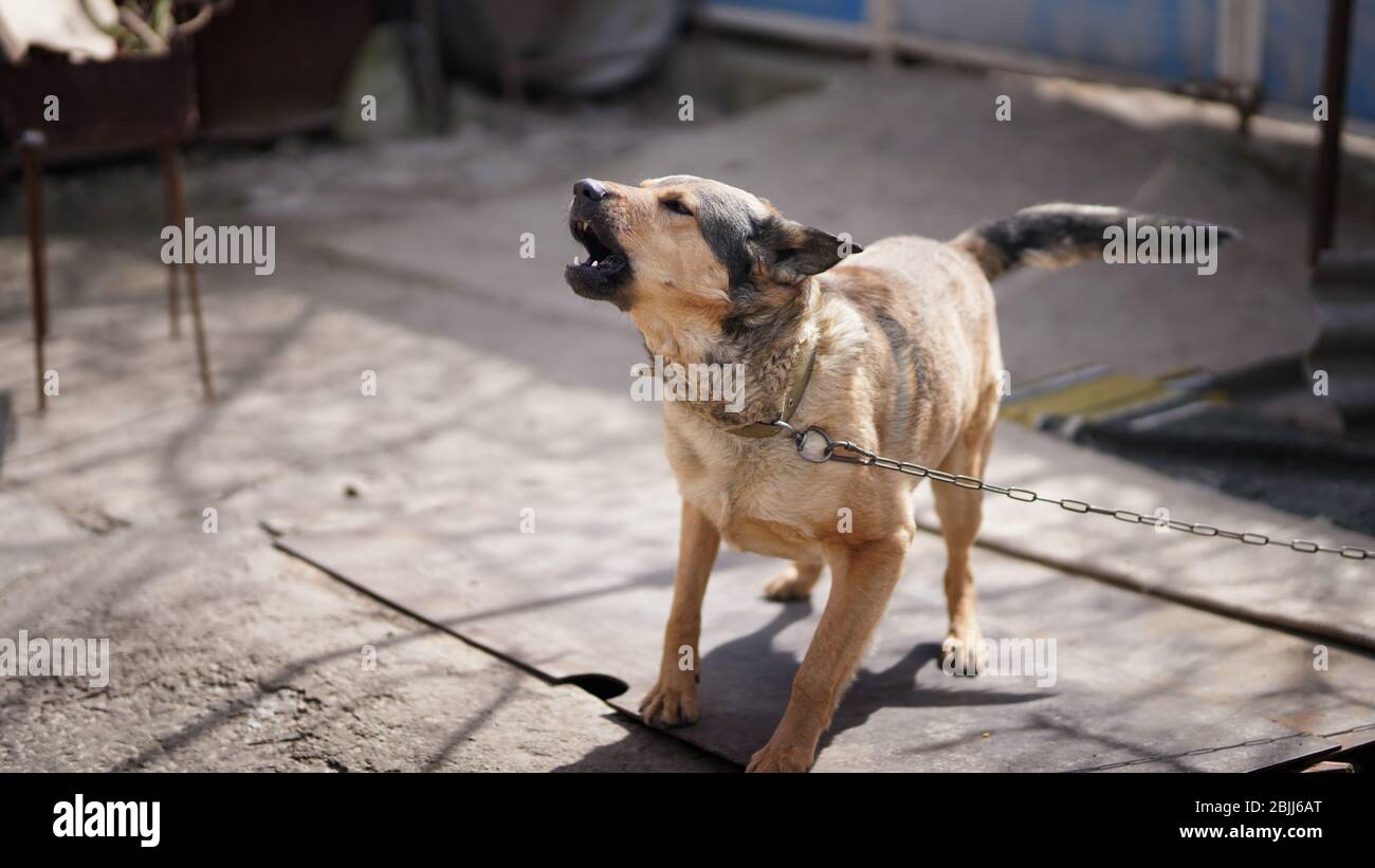 Wütender Hund mit entblöschten Zähnen bellt. Hund bewacht das Haus Stockfoto