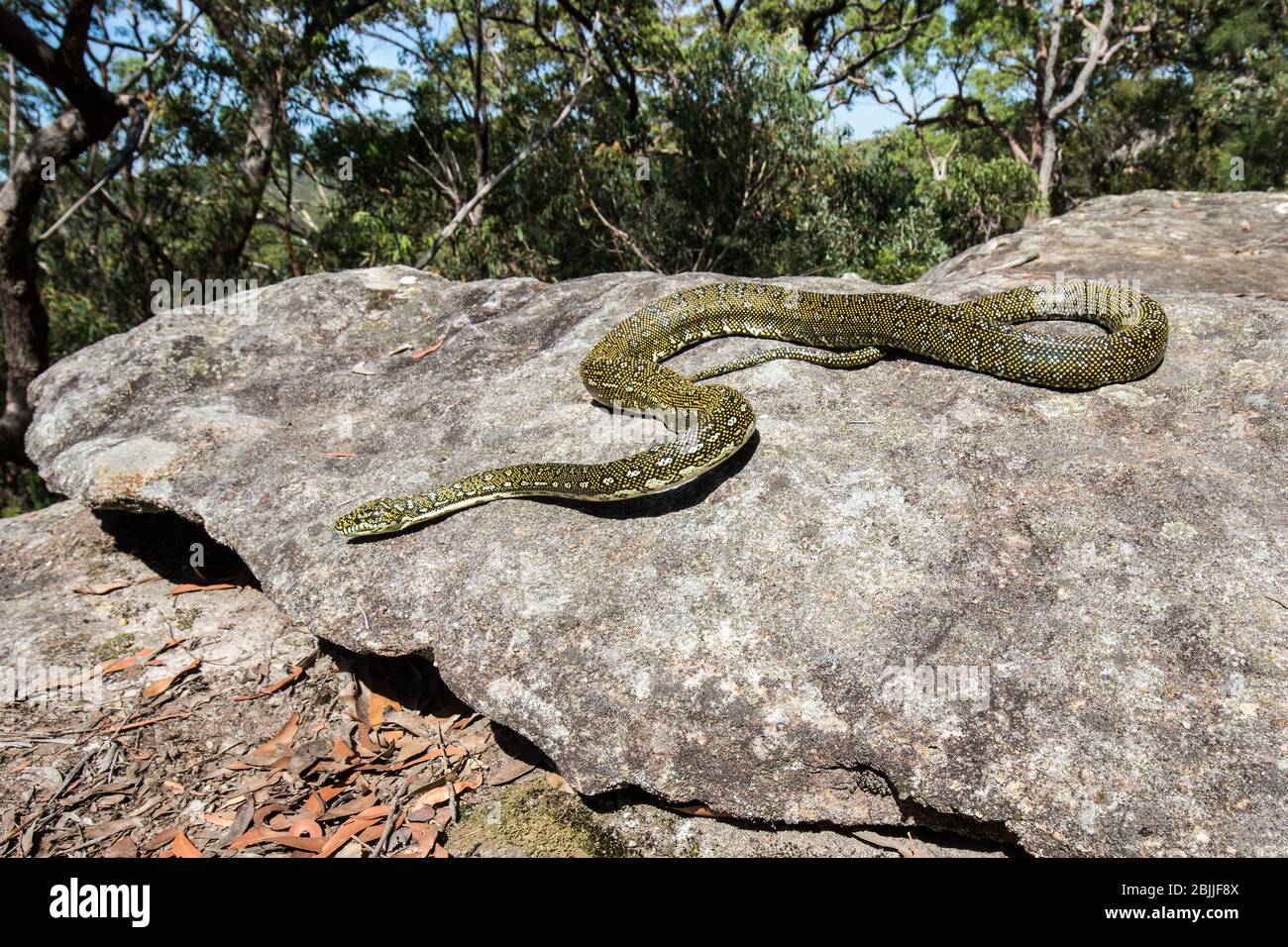 Diamant Python auf Sandstein Lebensraum Stockfoto