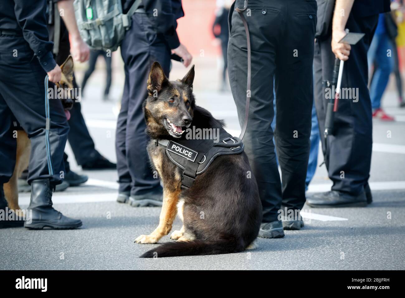 Smart Polizei Hund im Freien sitzen Stockfoto