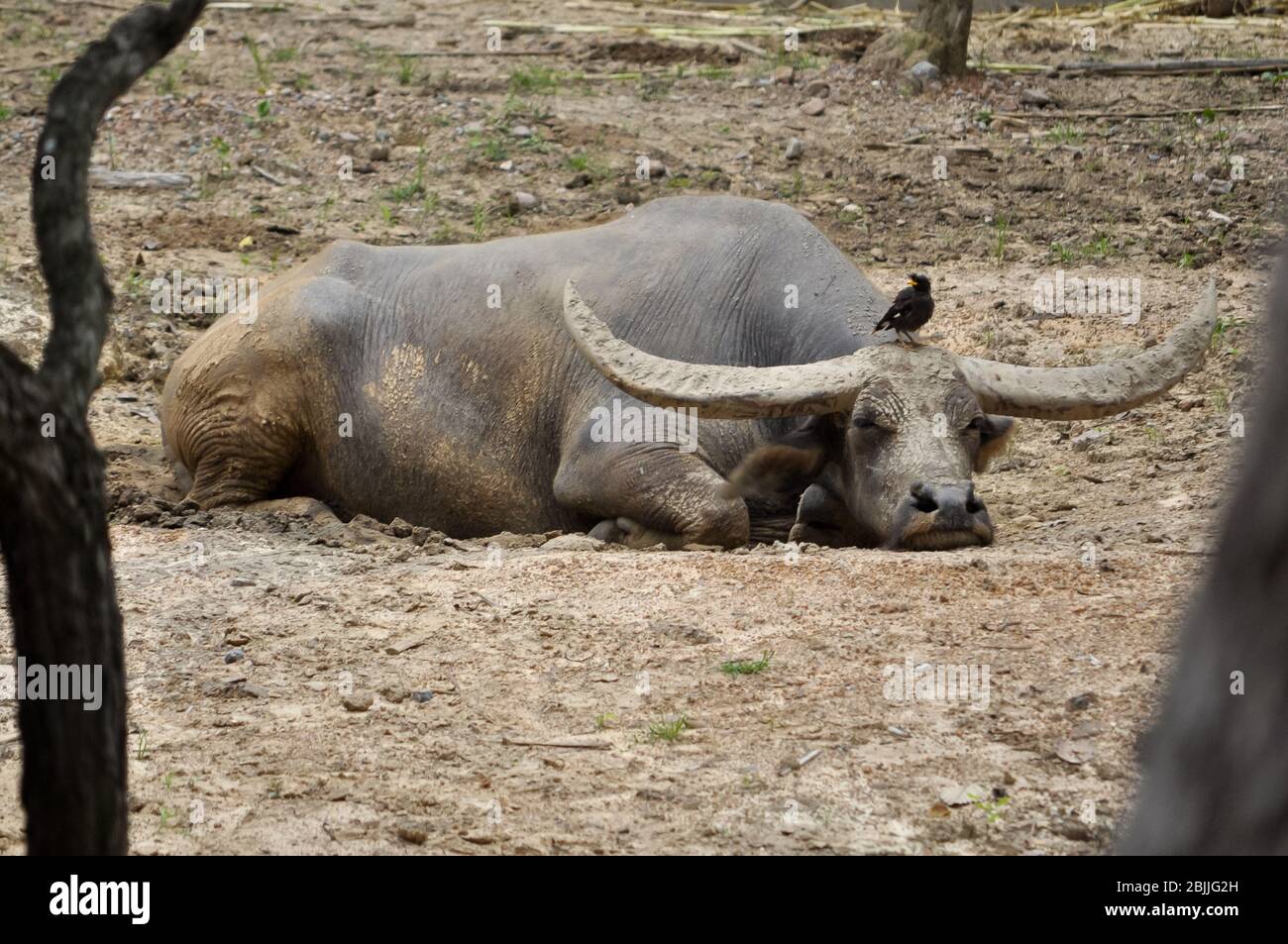 Wir finden oft indischen Myna leben zusammen mit Buffallo. Stockfoto