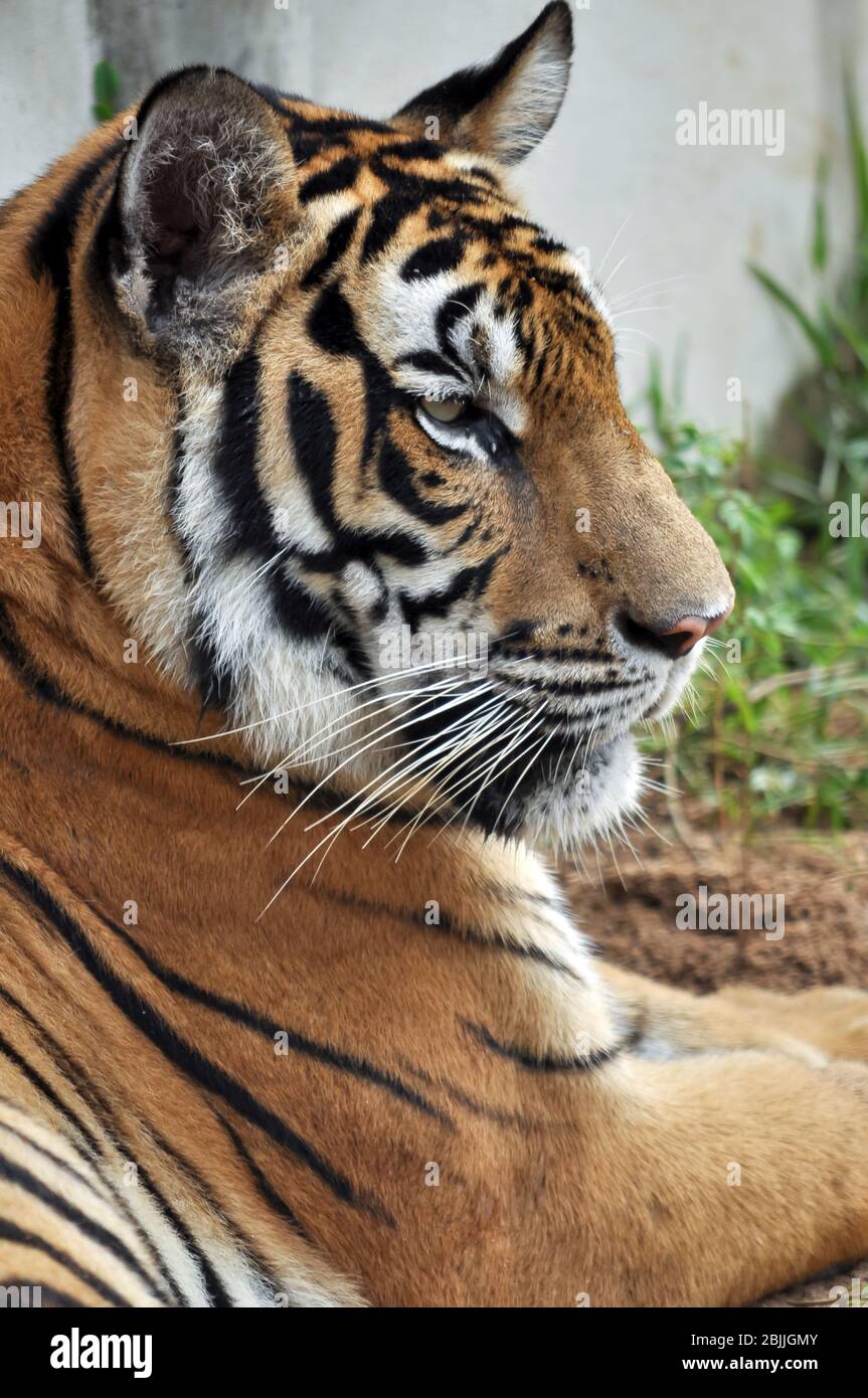 Der bengalische Tiger ist die zahlreichste der Tiger-Unterart. Stockfoto