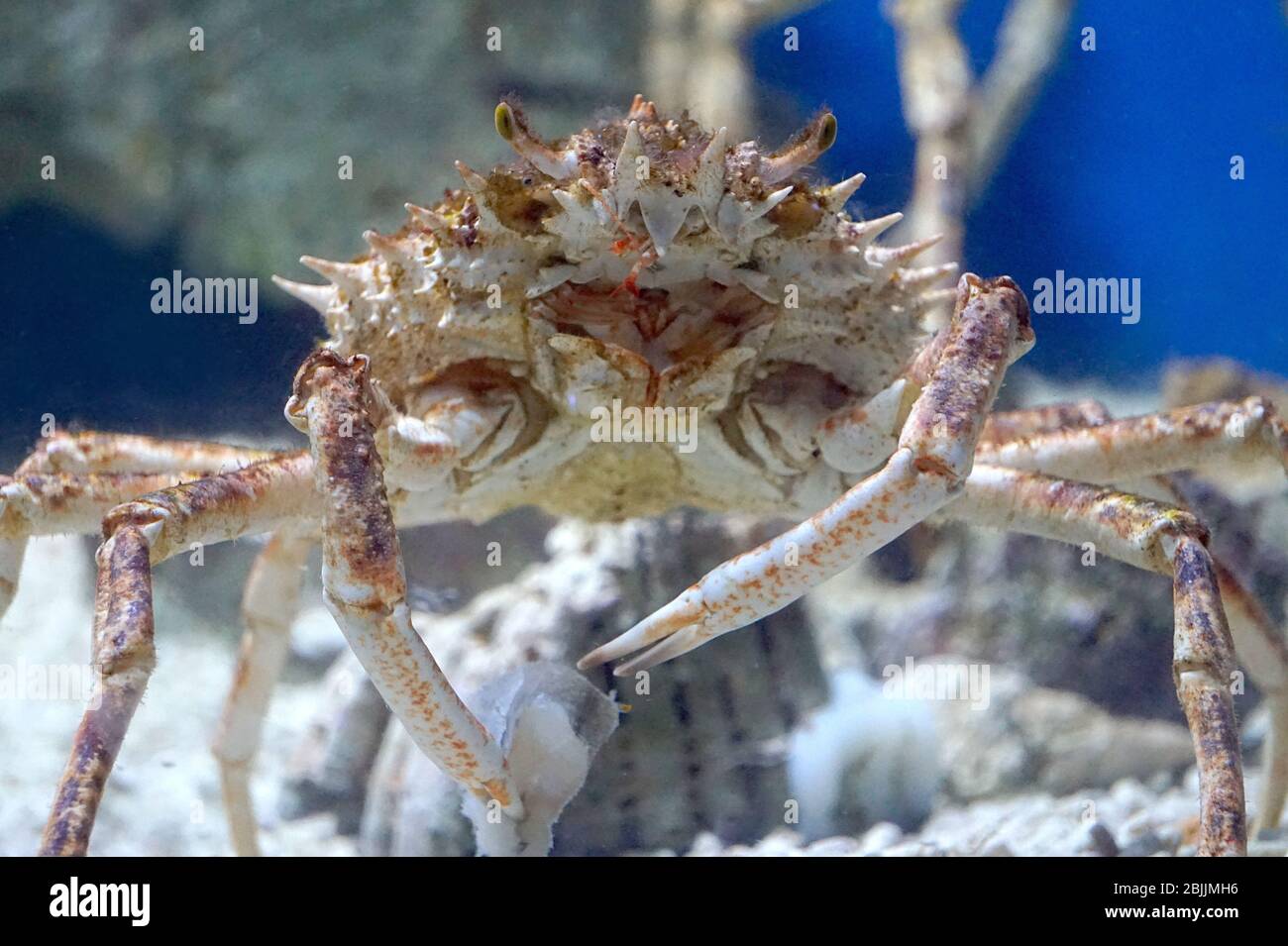 Krabbe mit offenem Mund, Fisch essend, unter Wasser Stockfoto