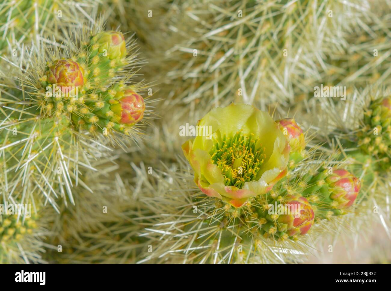 Teddybär Cholla (Cylindropuntia Bigelivii) Kaktus blüht in der amerikanischen Wüste Südwesten. Maricopa County Stockfoto