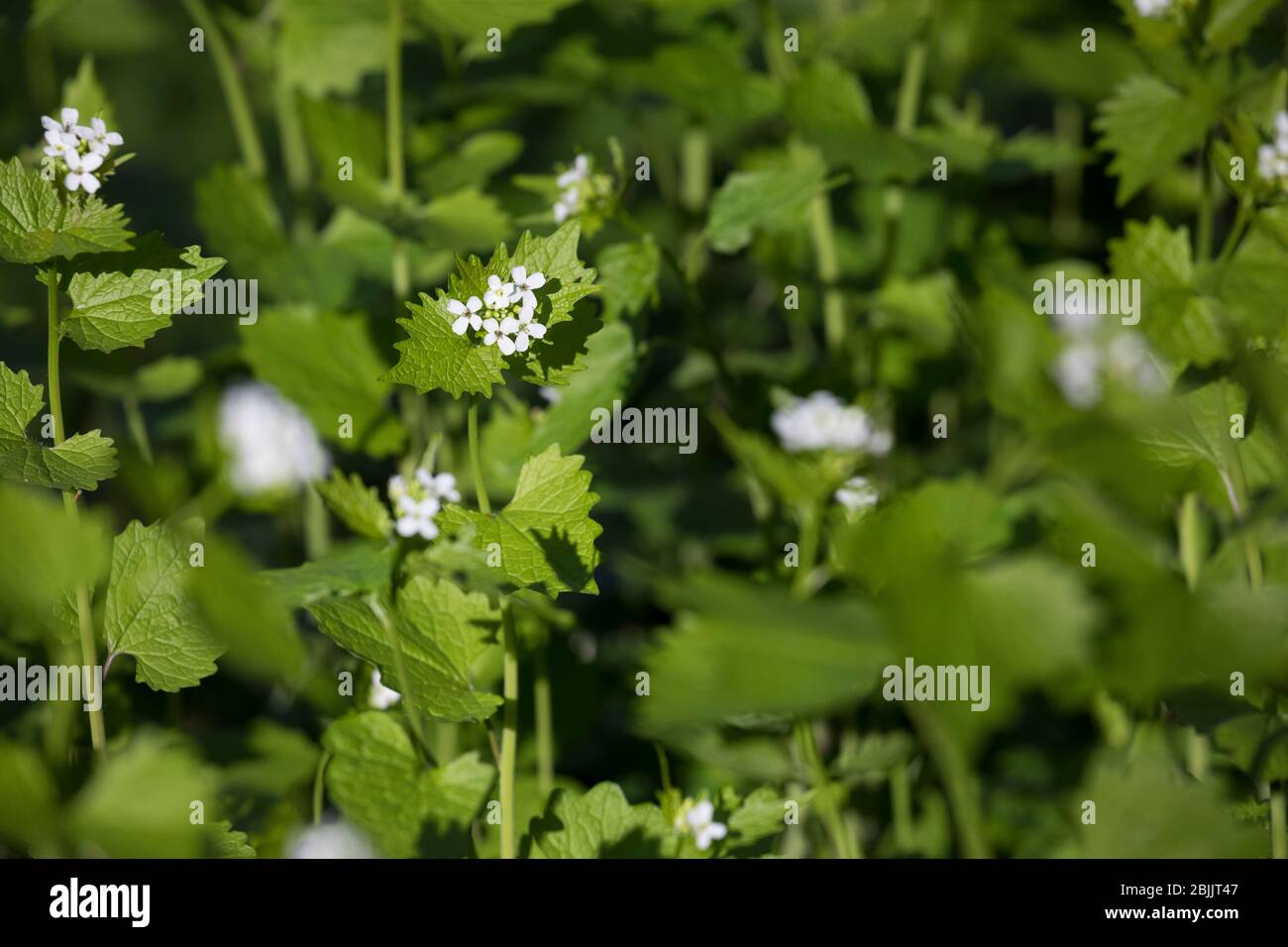 Knoblauchhederich Stockfotos Und Bilder Kaufen Alamy