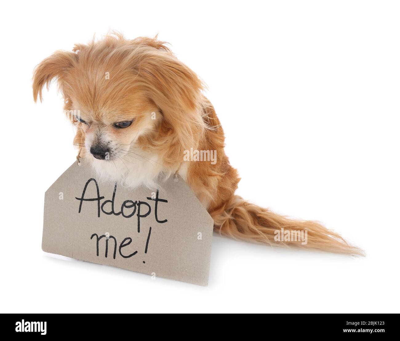 Hund und Karton mit Text ADOPTIEREN MICH auf weißem Hintergrund Stockfoto