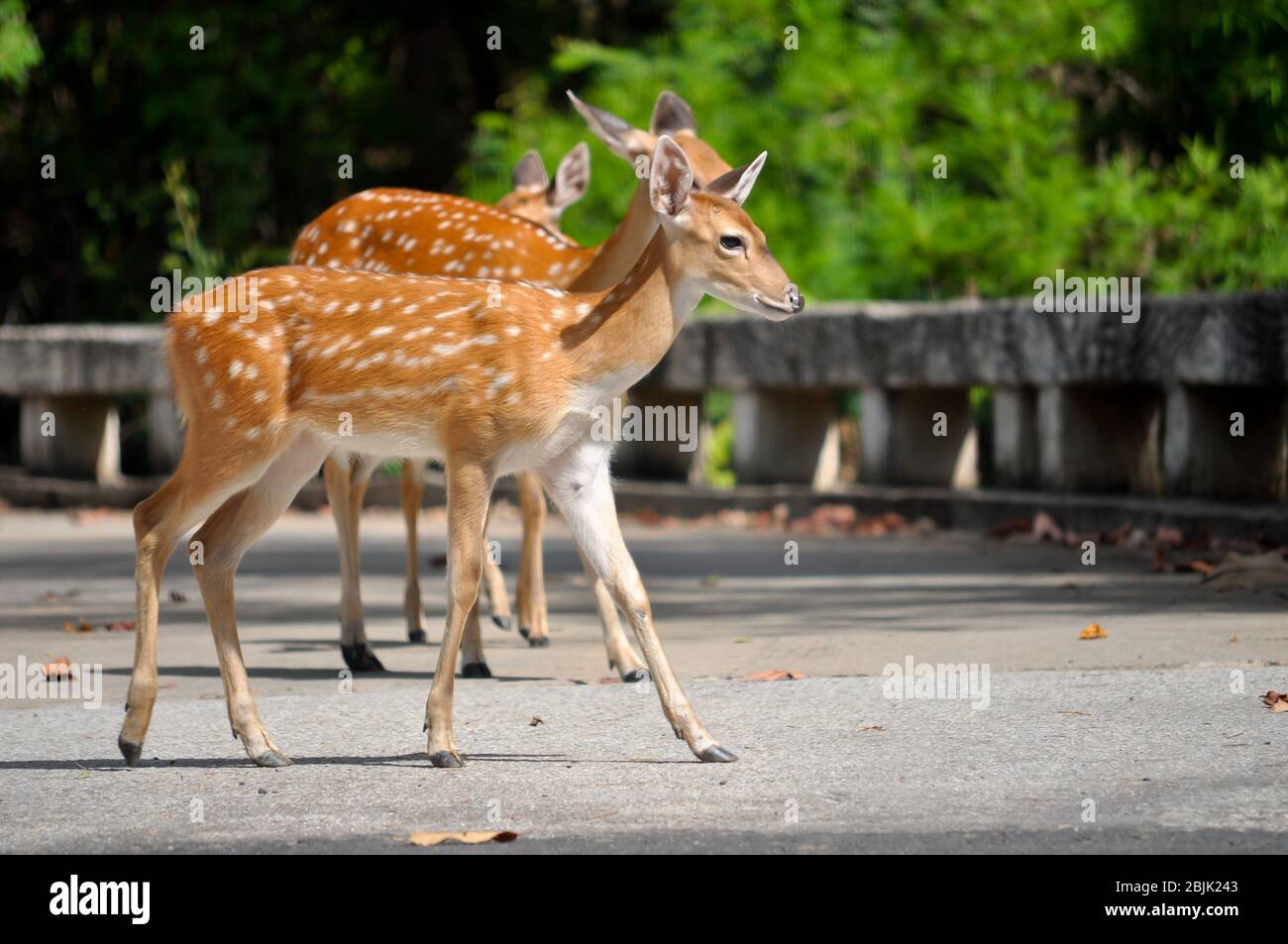 Sika Hirsche gehen auf der Straße. Stockfoto