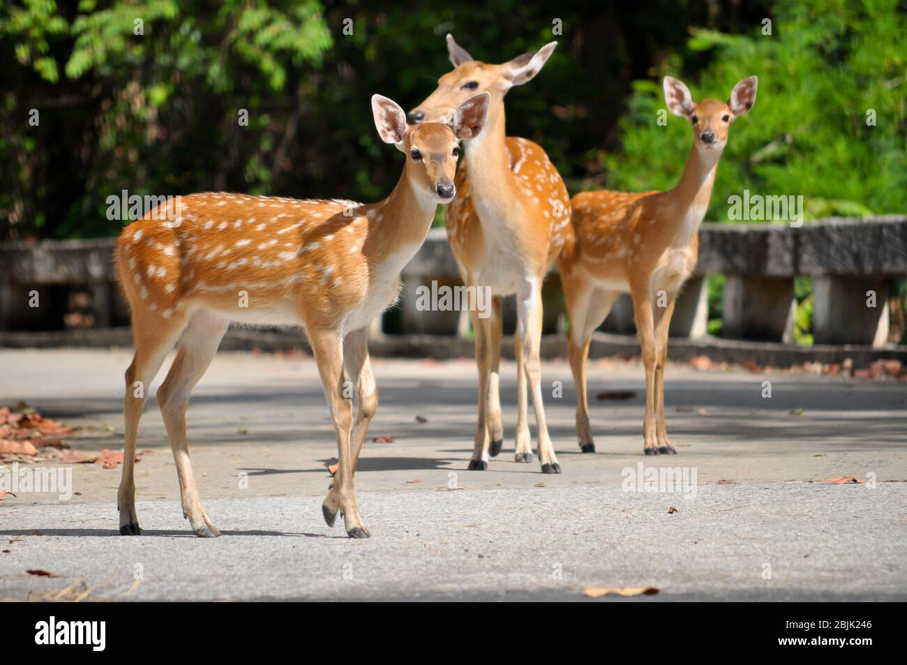 Sika Hirsche gehen auf der Straße. Stockfoto