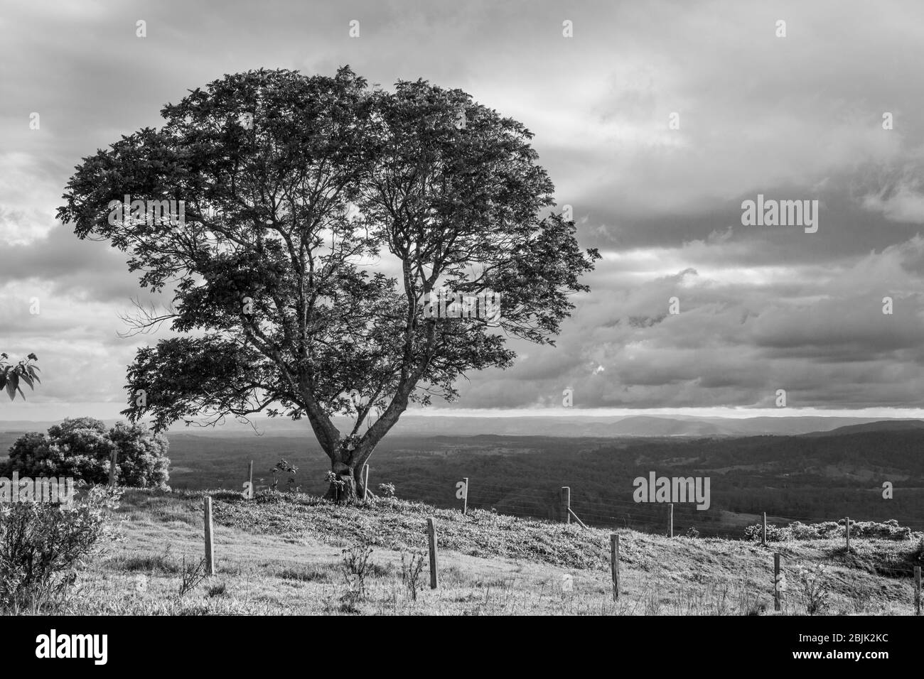 Einbeinige Bäume an einem bewölkten Tag, Maleny, Sunshine Coast Hinterland, Queensland, Australien Stockfoto