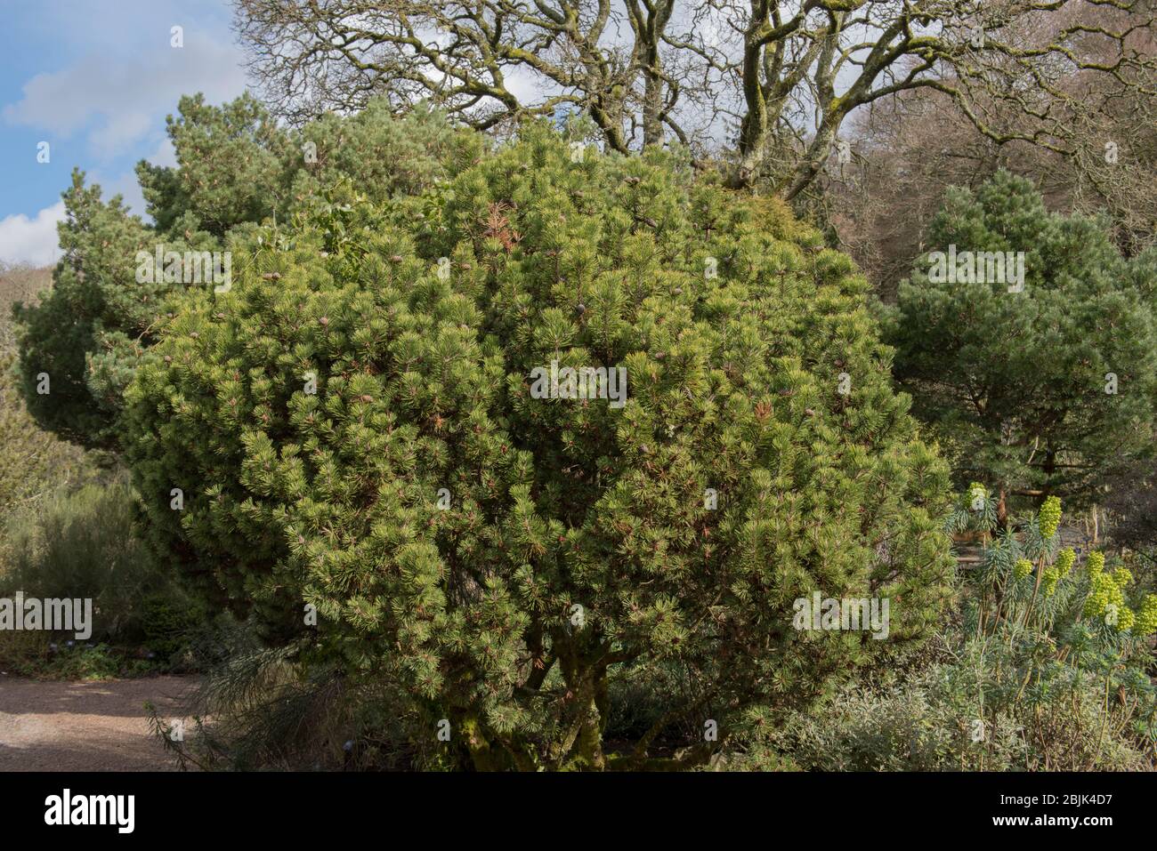 Zwergkiefer (Pinus mugo 'Mops') in einem Garten im ländlichen Devon, England, Großbritannien Stockfoto