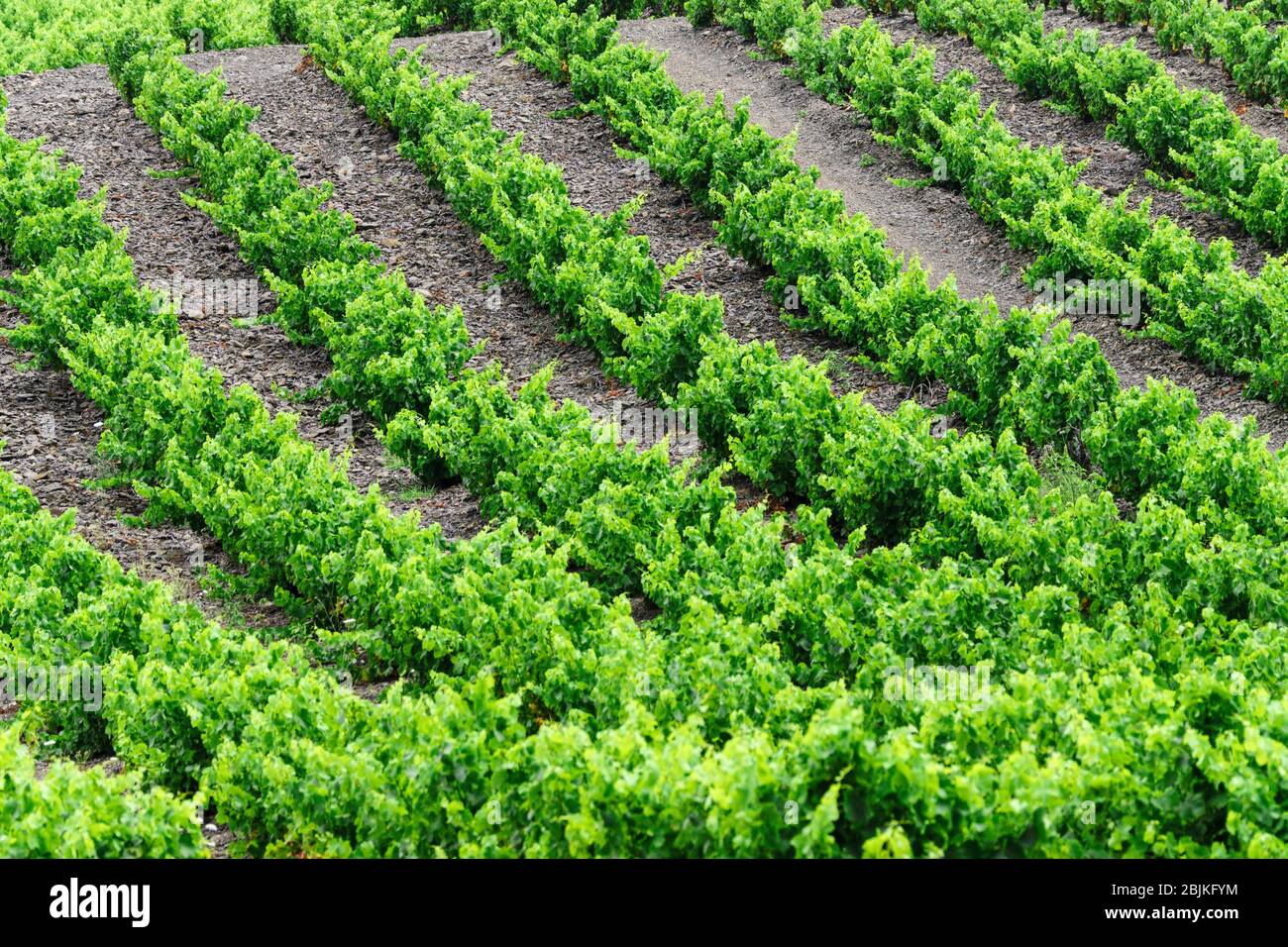Campo de Vides (vignoble du Languedoc-Rousillon), pirineos Orientales, Francia, Europa. Stockfoto