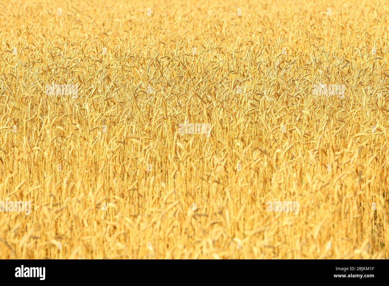 Weizenfeld mit goldenen Stacheln Stockfoto