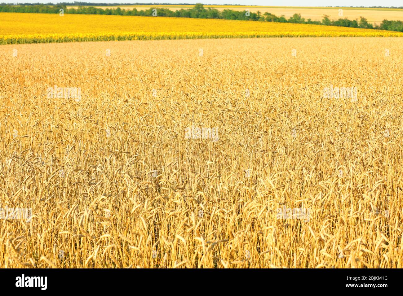 Weizenfeld mit goldenen Stacheln Stockfoto