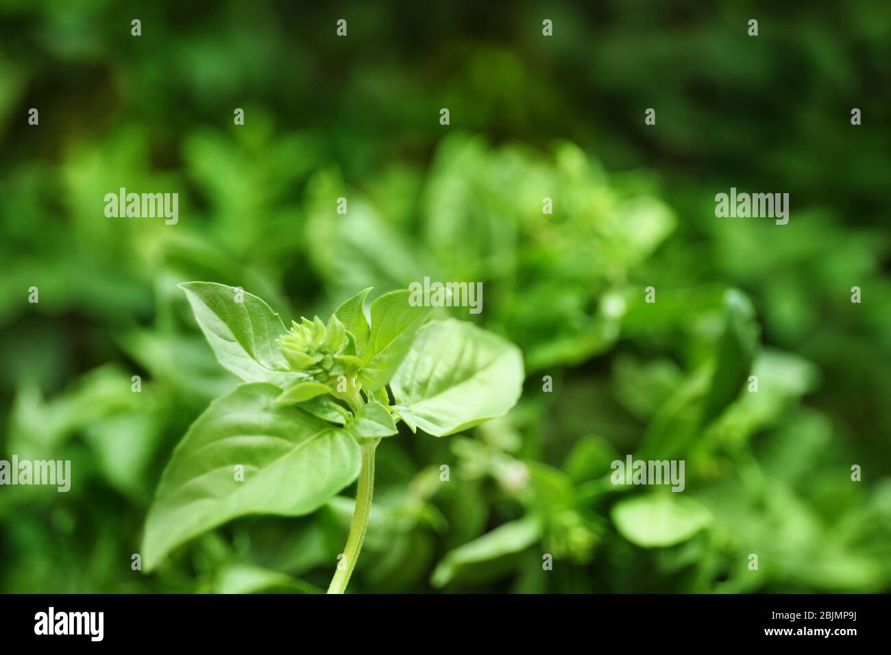 Frisches Basilikum Pflanze auf unscharfen Hintergrund Stockfoto