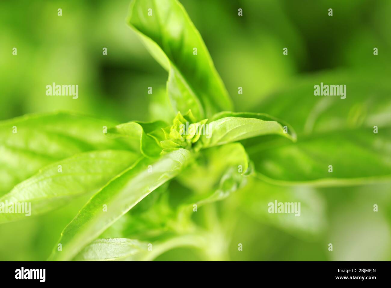 Frisches Basilikum Pflanze auf unscharfen Hintergrund Stockfoto