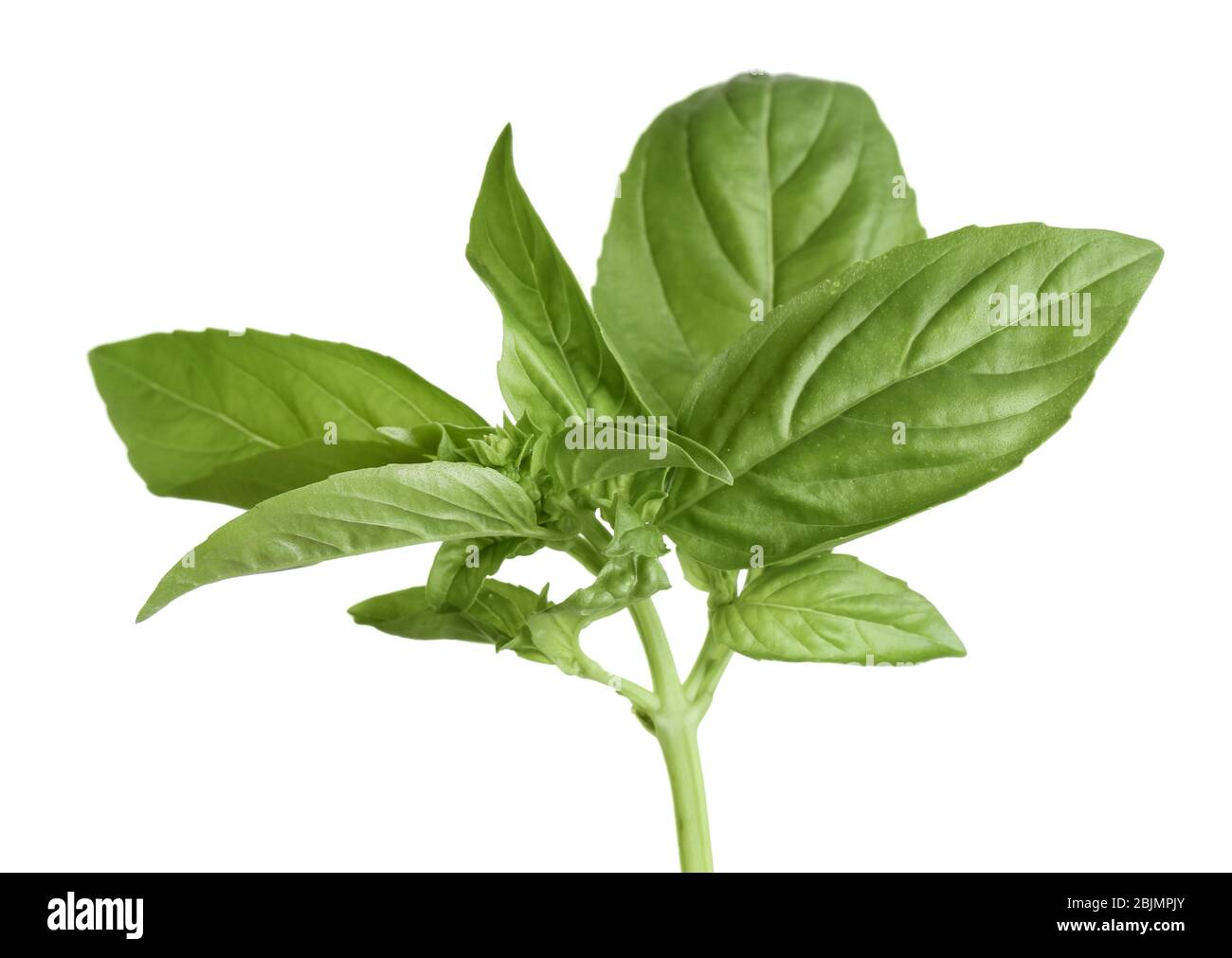 Frisches Basilikum Pflanze auf weißem Hintergrund Stockfoto