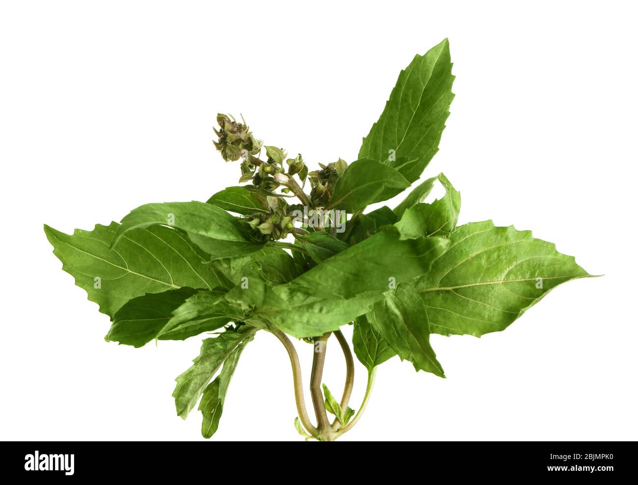 Frisches Basilikum Pflanze auf weißem Hintergrund Stockfoto