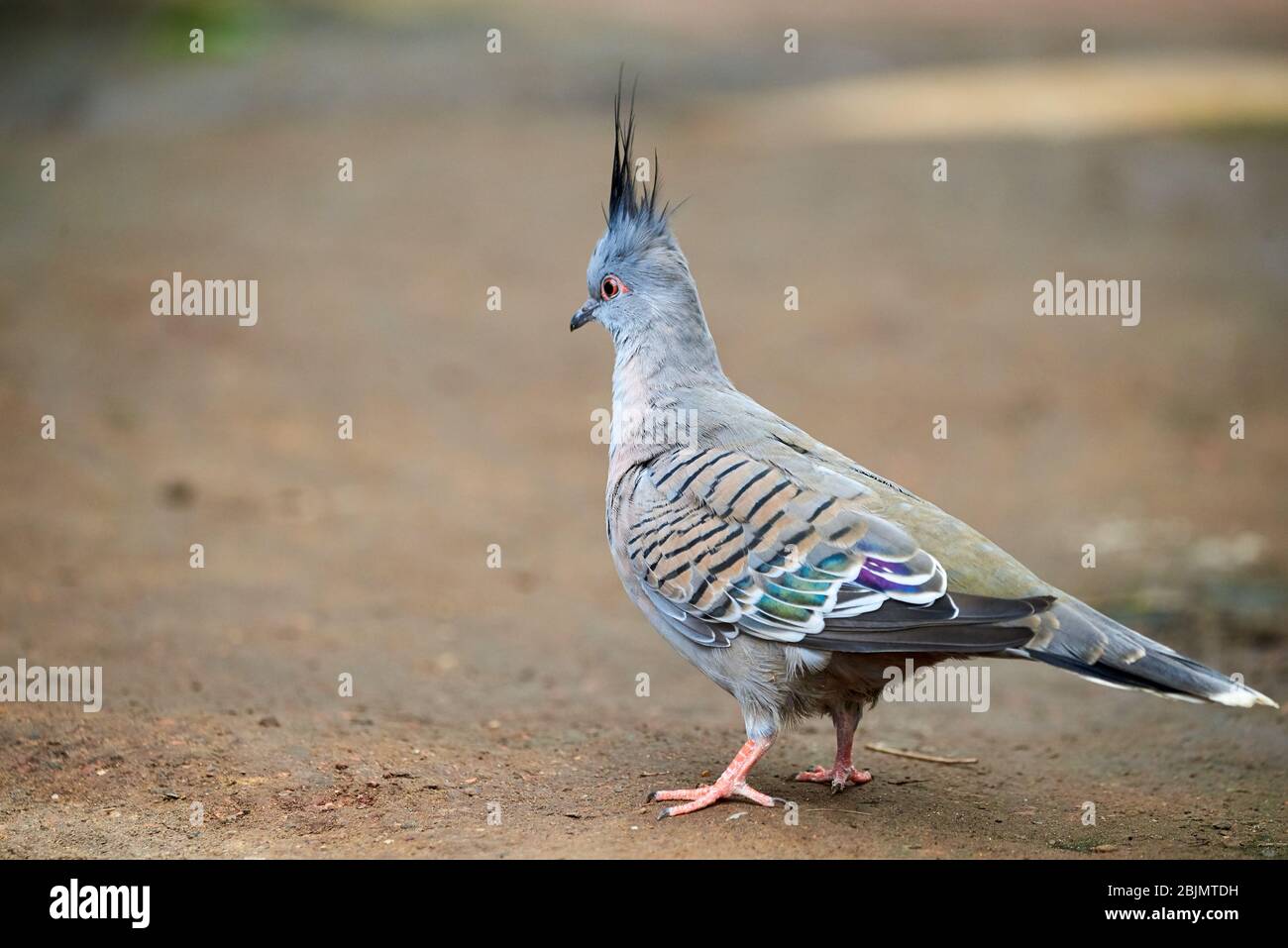 Schelltaubenvogel Nahaufnahme (Ocyphaps lophores) Stockfoto