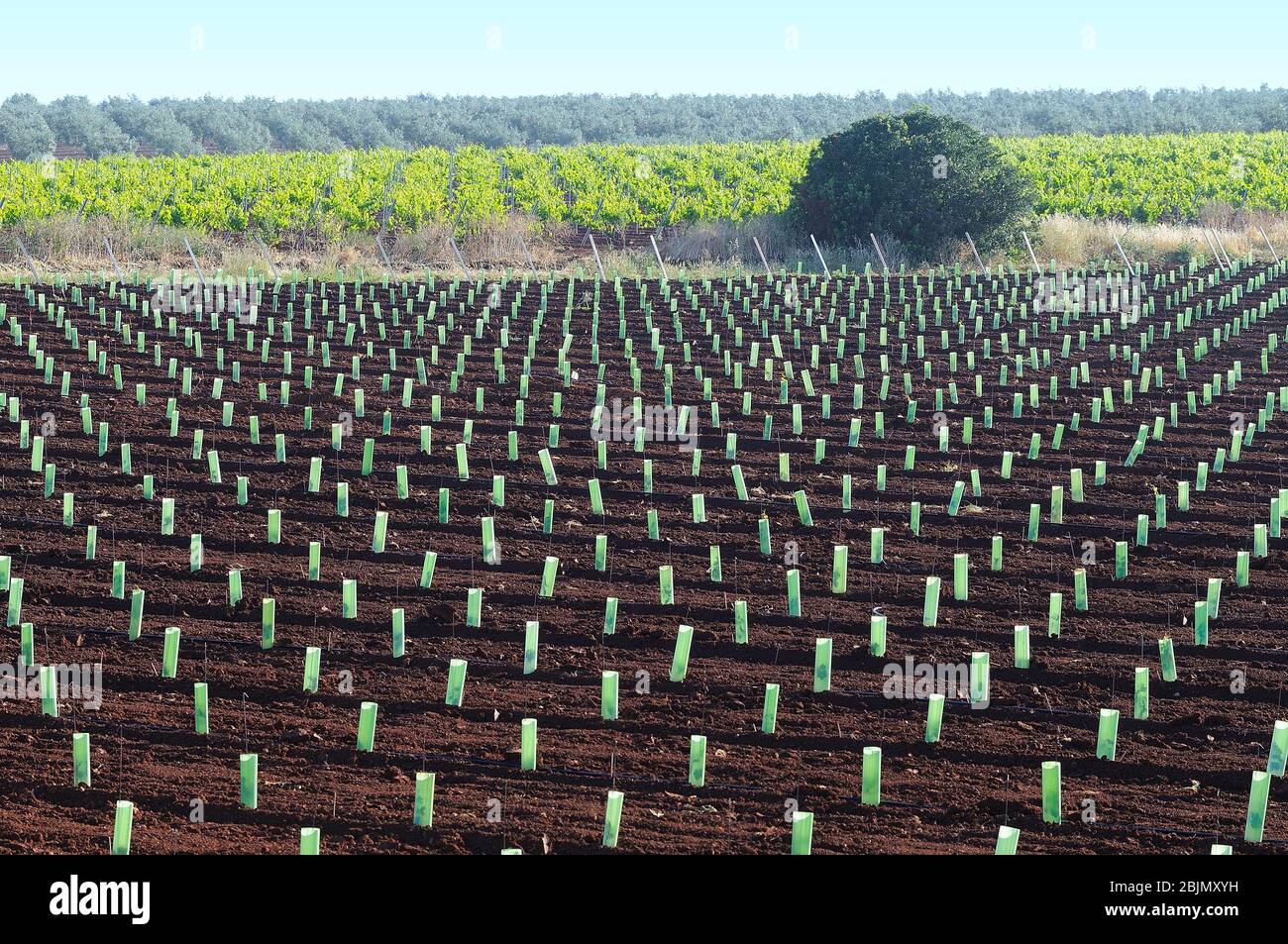 Neue Weinbergsplantage. La Albuera. Ursprungsbezeichnung Ribera del Guadiana. Badajoz Provinz. Extremadura. Spanien Stockfoto