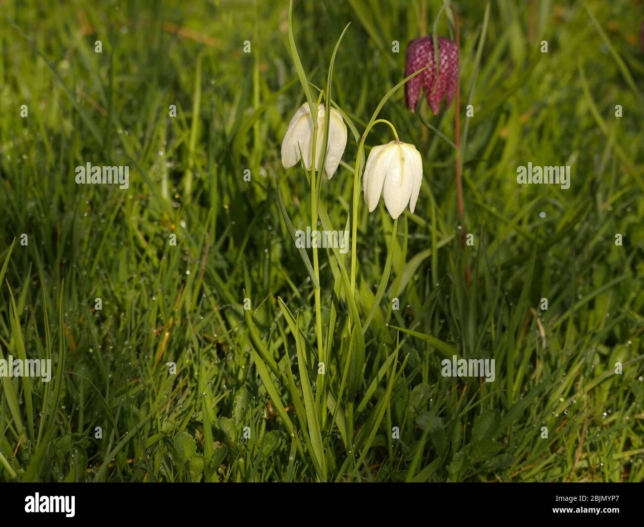 Weiße Fritillaria Meleagris, Schlangen Kopf Fritillary in einem wilden Garten der natürlichen Pflanzung Stockfoto