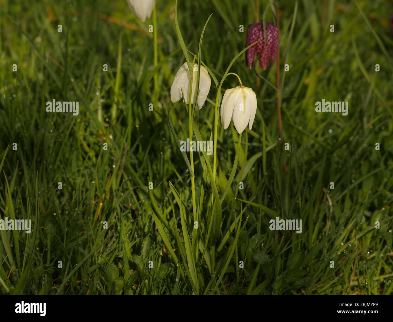 Weiße Fritillaria Meleagris, Schlangen Kopf Fritillary in einem wilden Garten der natürlichen Pflanzung Stockfoto