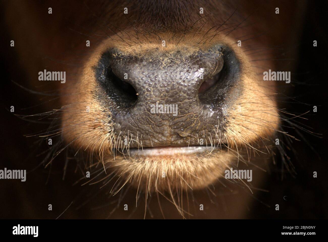 Nahaufnahme der Nase eines jungen roten spanischen Stierkalbs. Nasenlöcher, Schnauzenstruktur und Lippen des Mundes Stockfoto