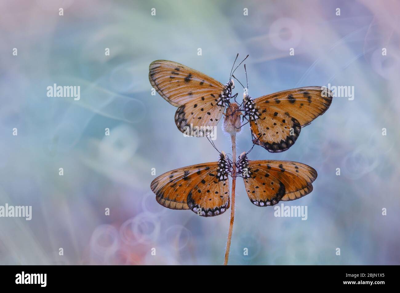 Vier Schmetterlinge auf einer Blume, Indonesien Stockfoto