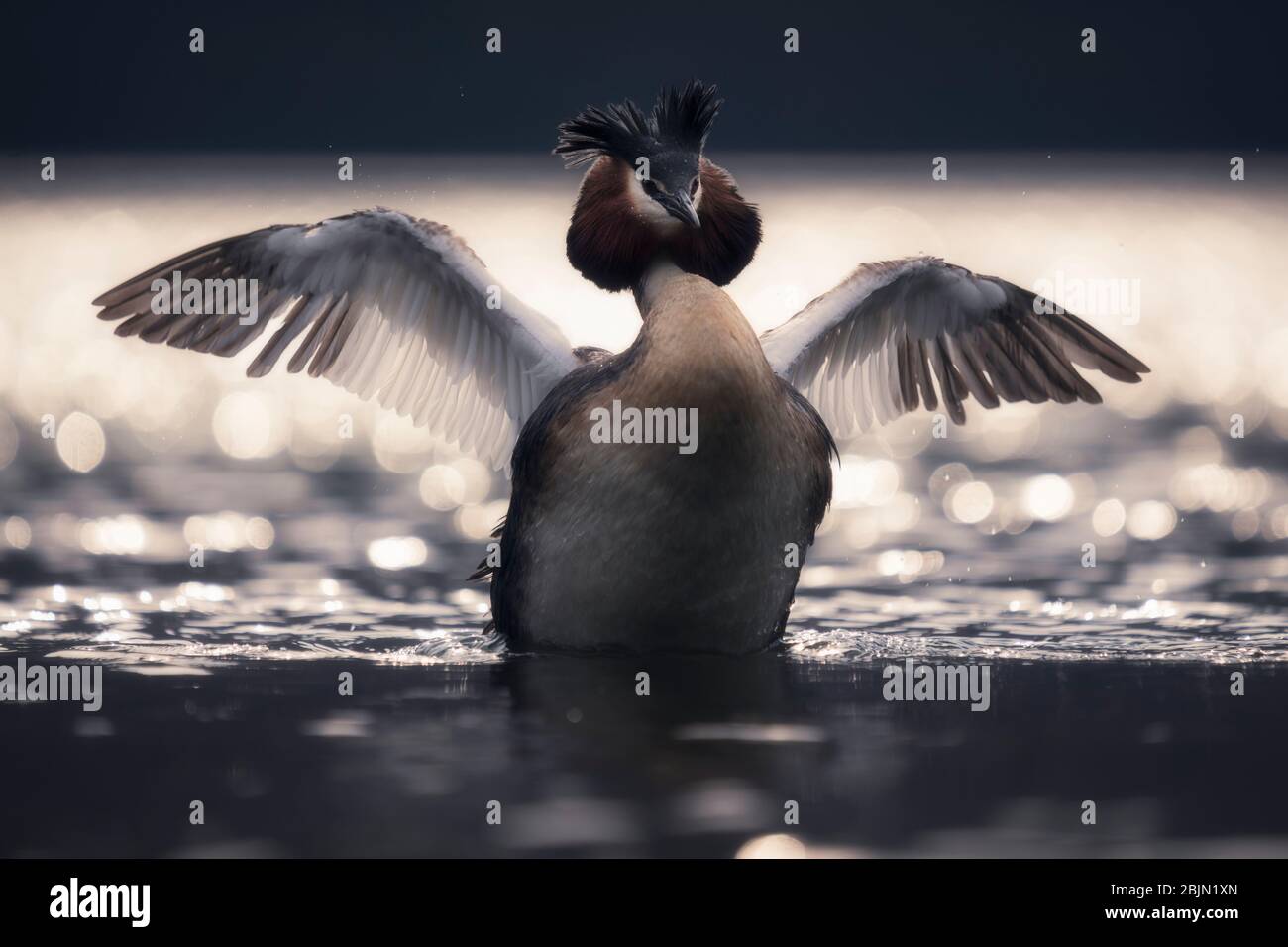 Großer Haubengrebe auf einem See, der seine Flügel flatscht, Neuseeland Stockfoto