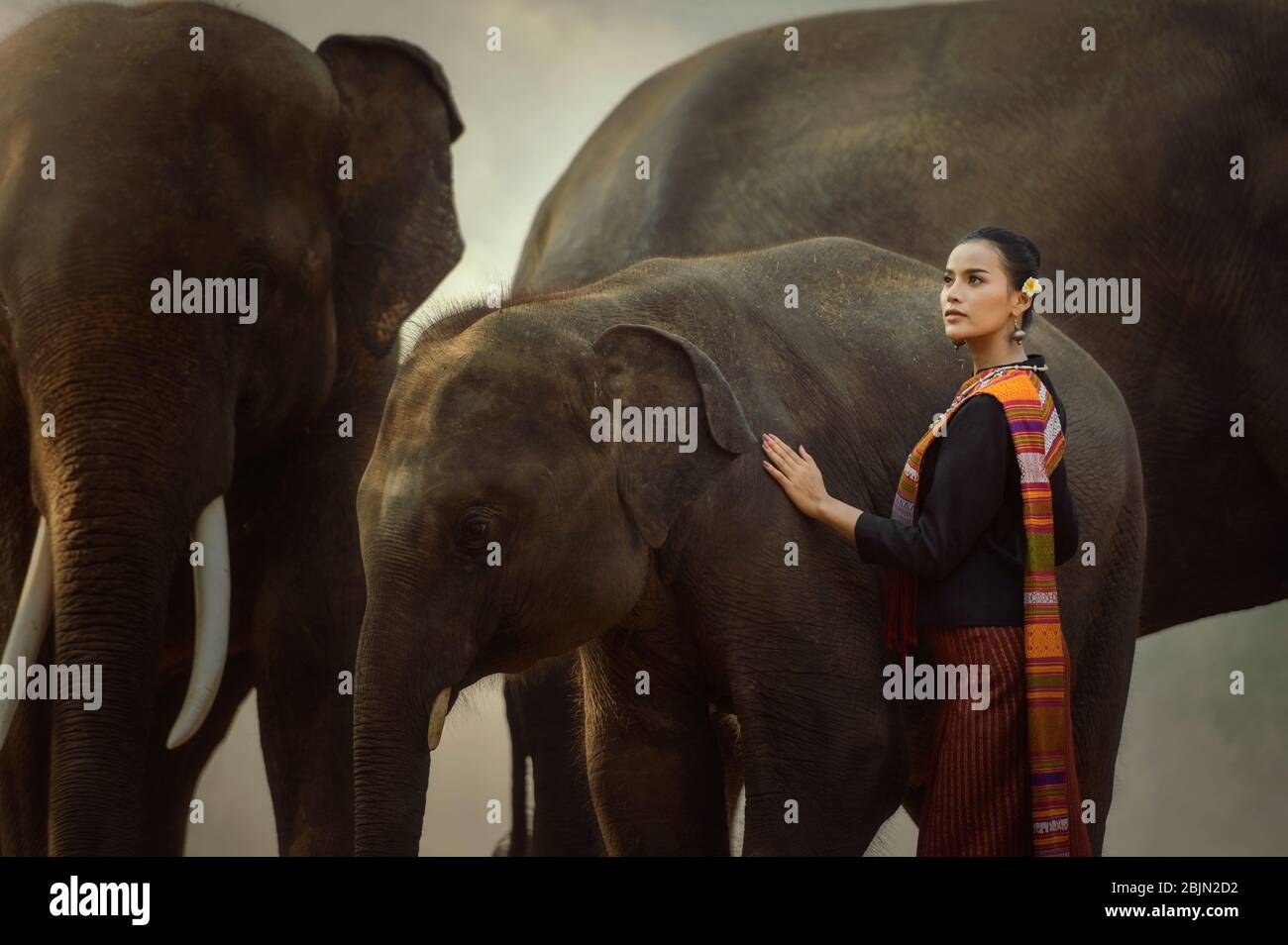 Frau, die neben drei Elefanten steht, Surin, Thailand Stockfoto
