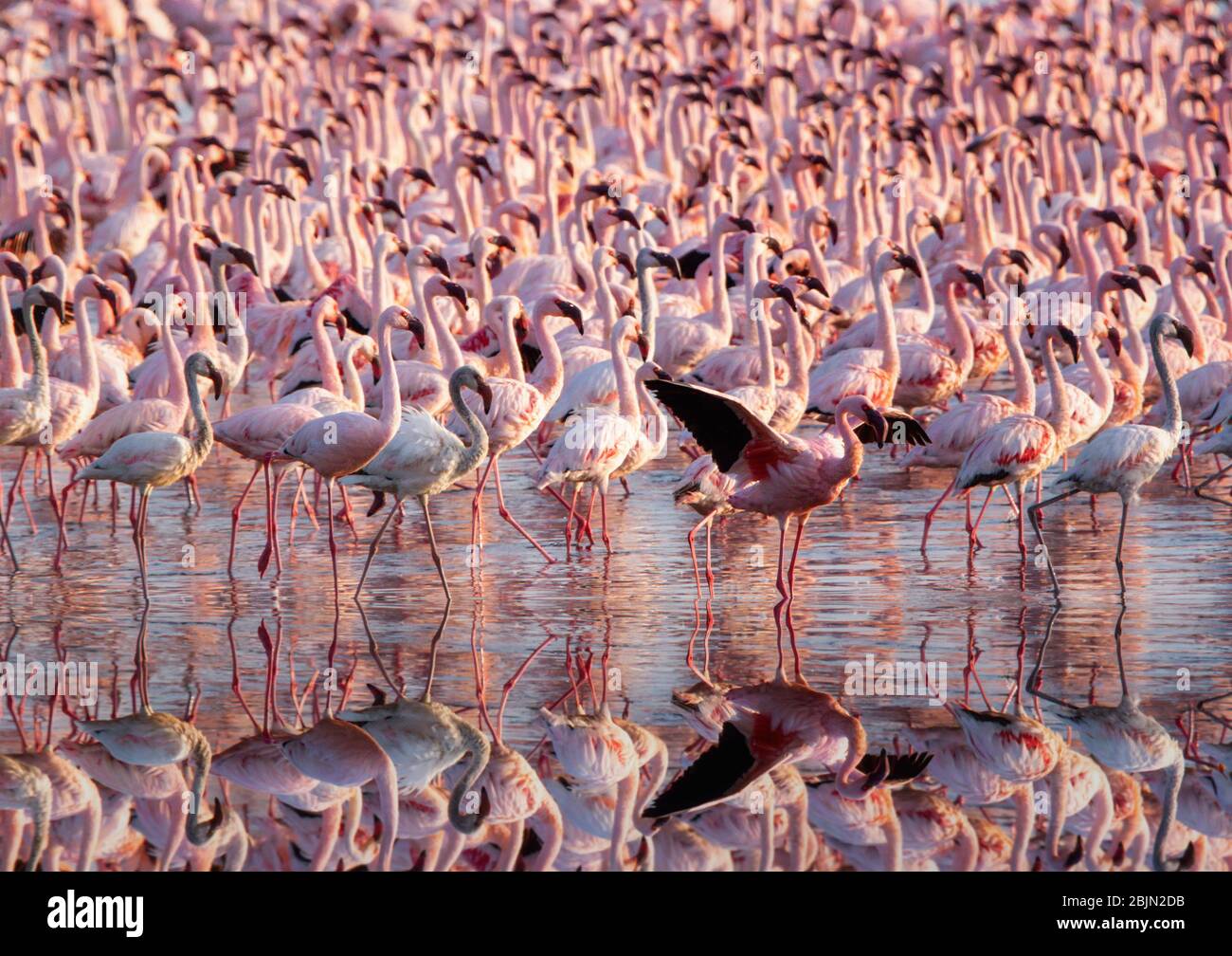 Kolonie von Flamingos im Nakuru-See, Kenia Stockfoto