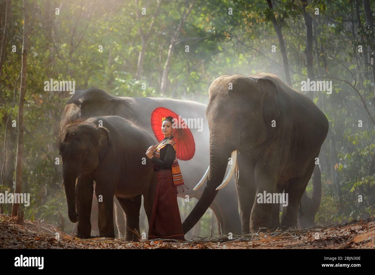 Thai Frau im Wald mit drei Elefanten, Surin, Thailand Stockfoto