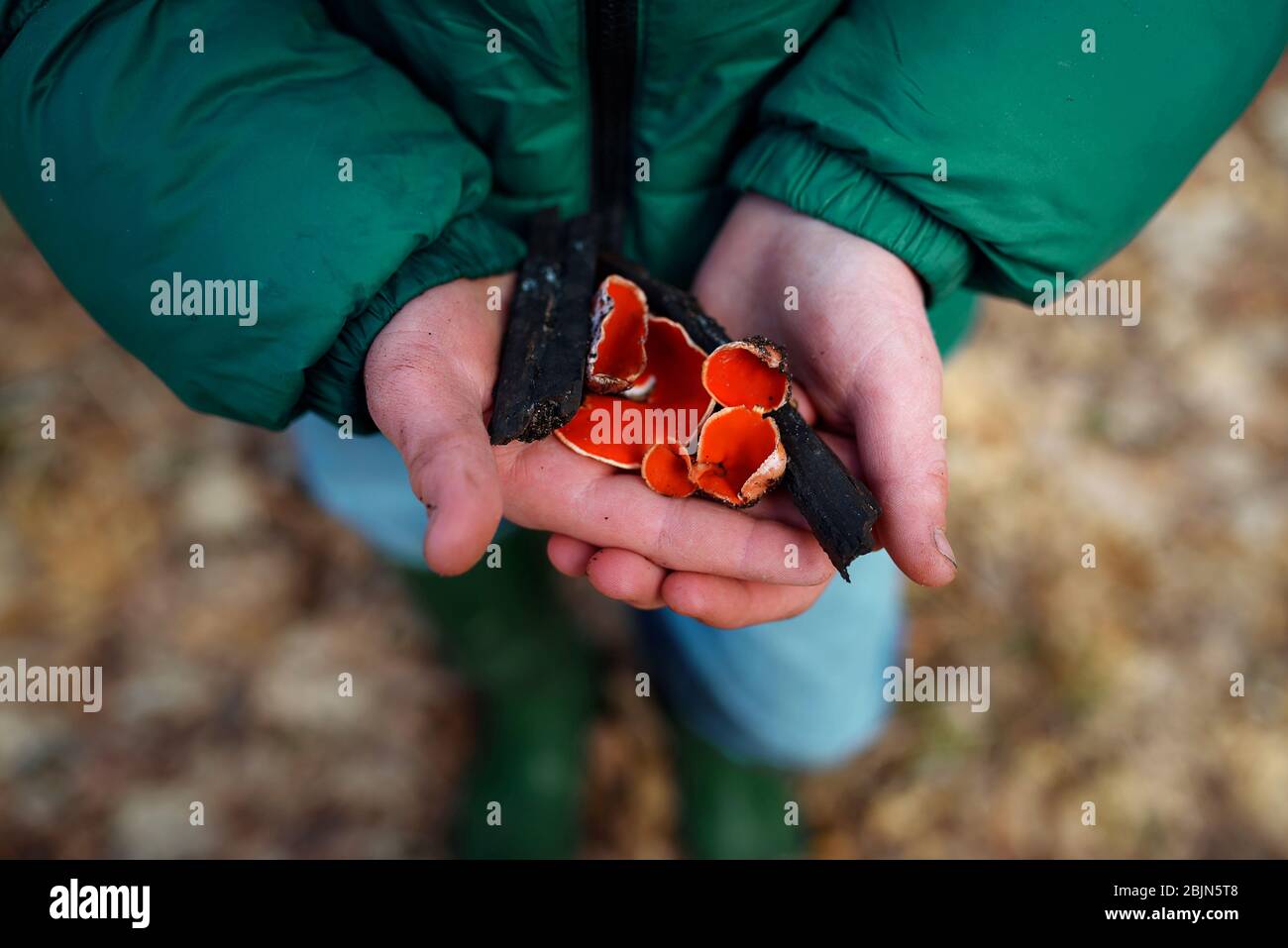 Nahaufnahme eines Jungen mit roten Pilzen, USA Stockfoto