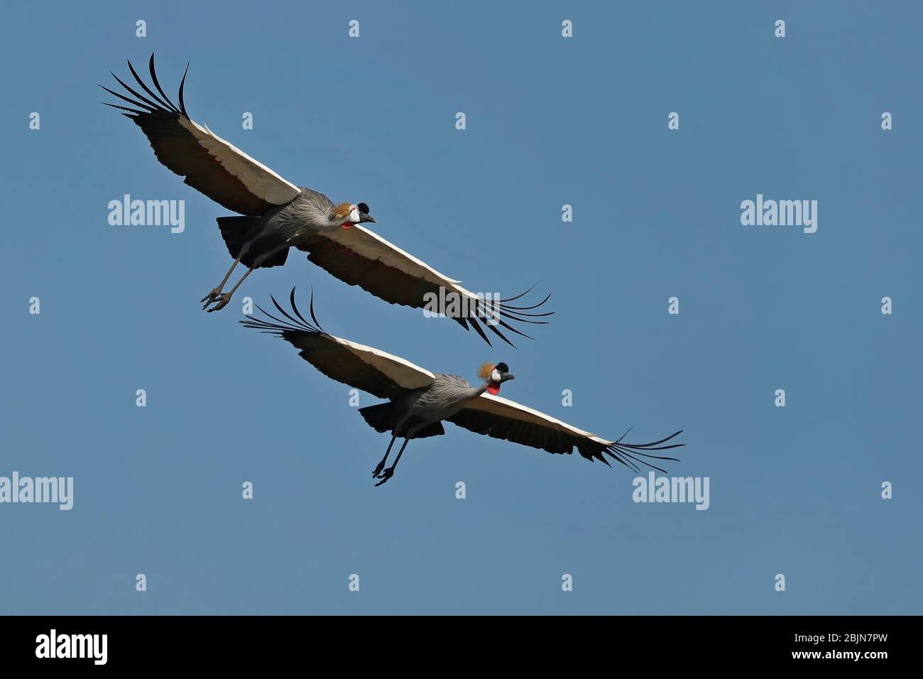 Ein Paar Graue Kranich im Flug im South Luangwa National Park, Sambia. Der Graukronenkrane ist der Nationalvogel von Uganda. Stockfoto