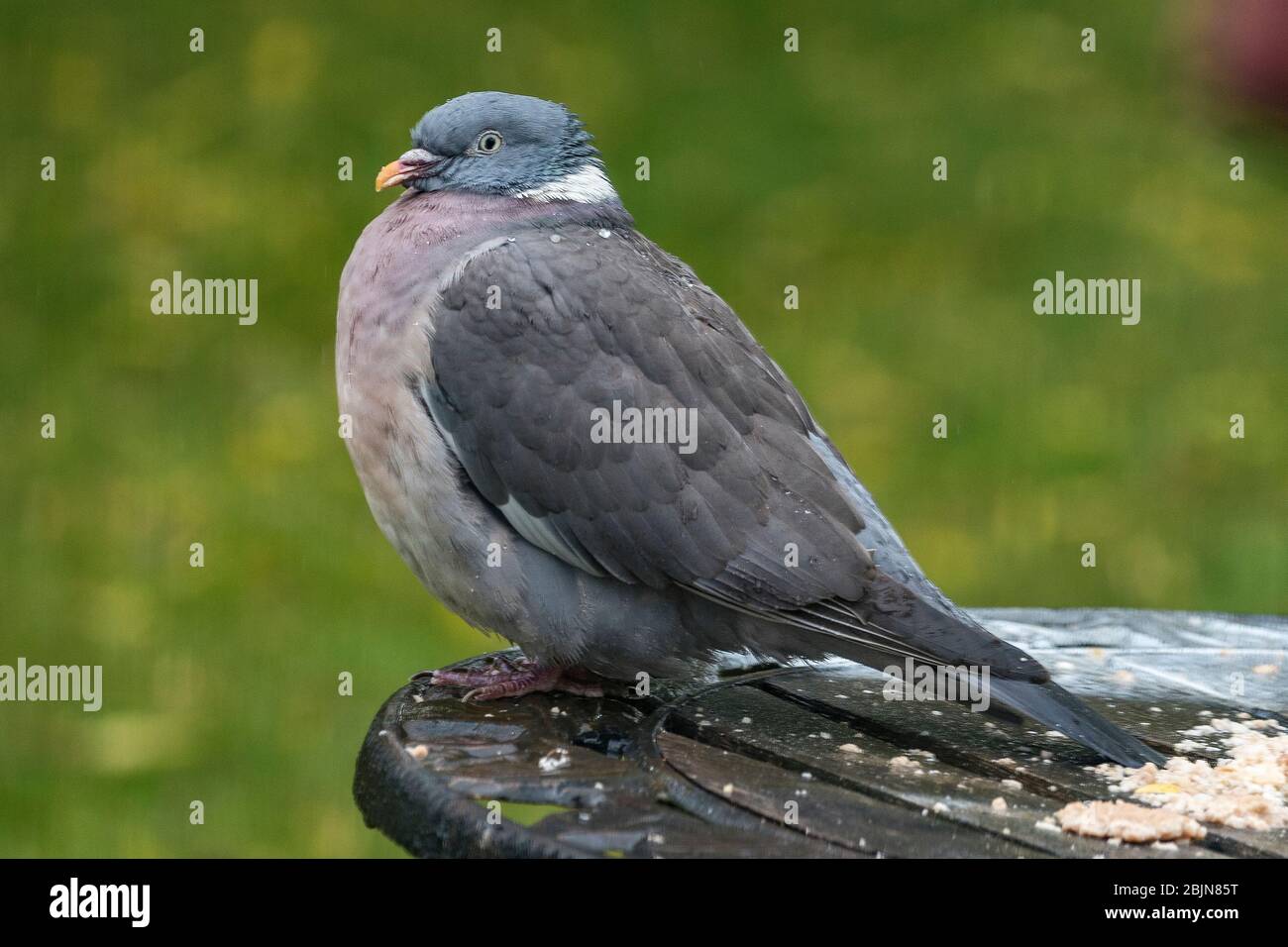 Taubenschlag mit aufgeflupften Federn, um sich warm zu halten. Stockfoto