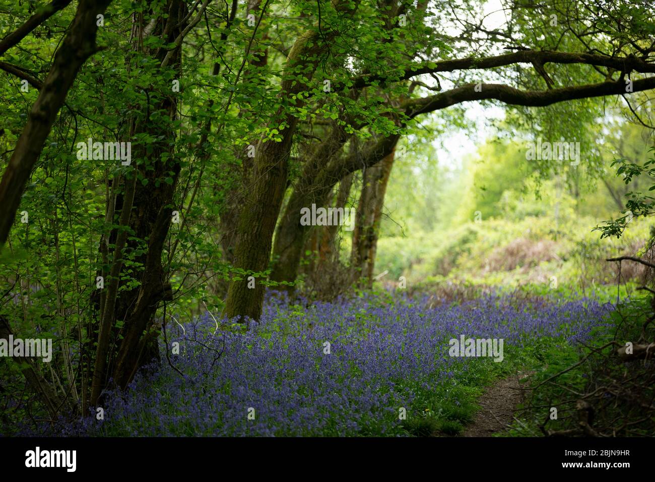 Bluebells im Wald in der Nähe von Tanworth-in-Arden, Warwickshire, Großbritannien Stockfoto