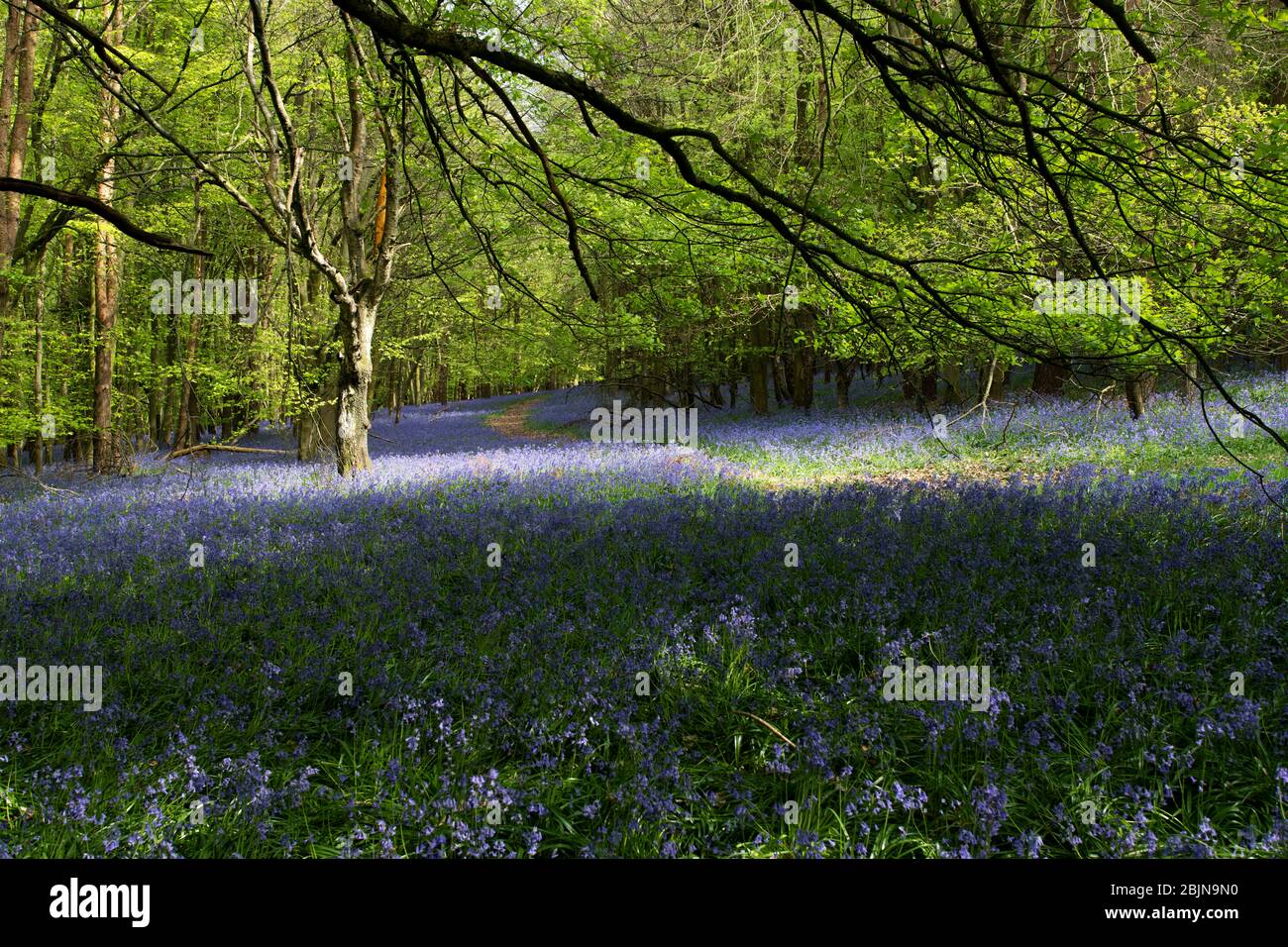 Bluebells im Wald in der Nähe von Tanworth-in-Arden, Warwickshire, Großbritannien Stockfoto