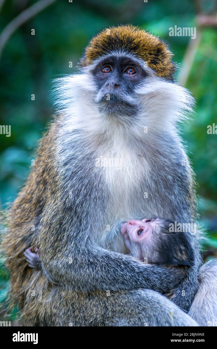 Bild aufgenommen während einer Reise nach Süd-Äthiopien, Vervet Affe Stockfoto