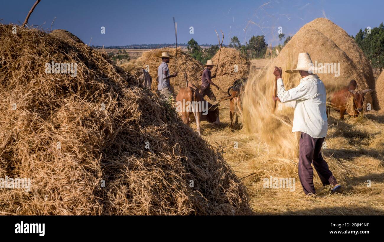 Bild aufgenommen während einer Reise nach Süd-Äthiopien, mit Heuschnupfen Stockfoto
