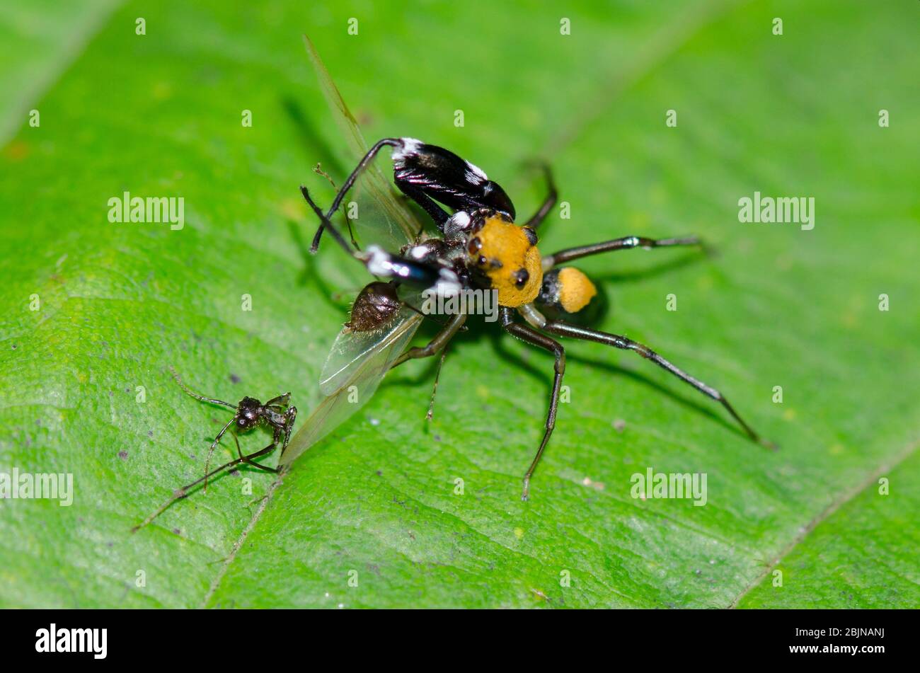Spinne Enthauptet Stockfotos und -bilder Kaufen - Alamy