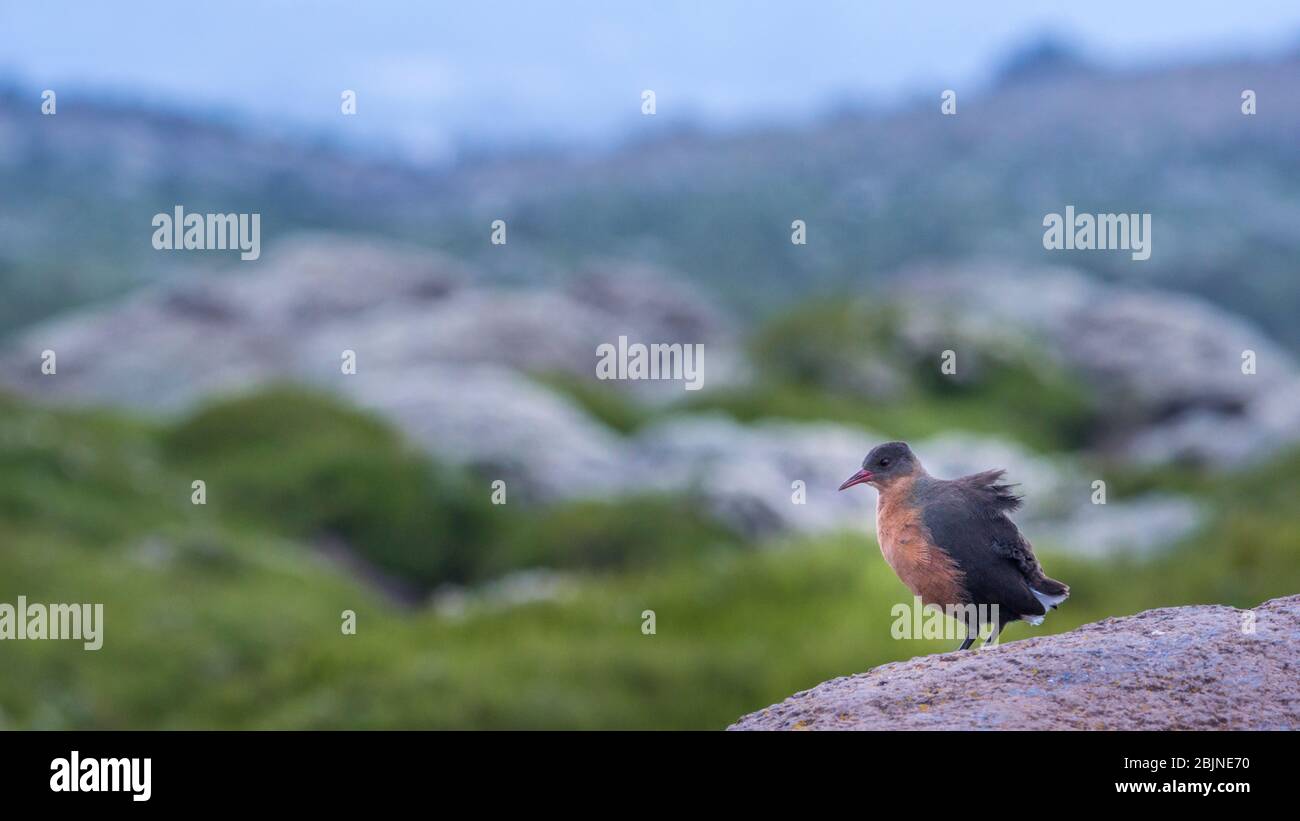 Aufnahme während einer Reise nach Süd-Äthiopien, Bale Mountains National Park Stockfoto